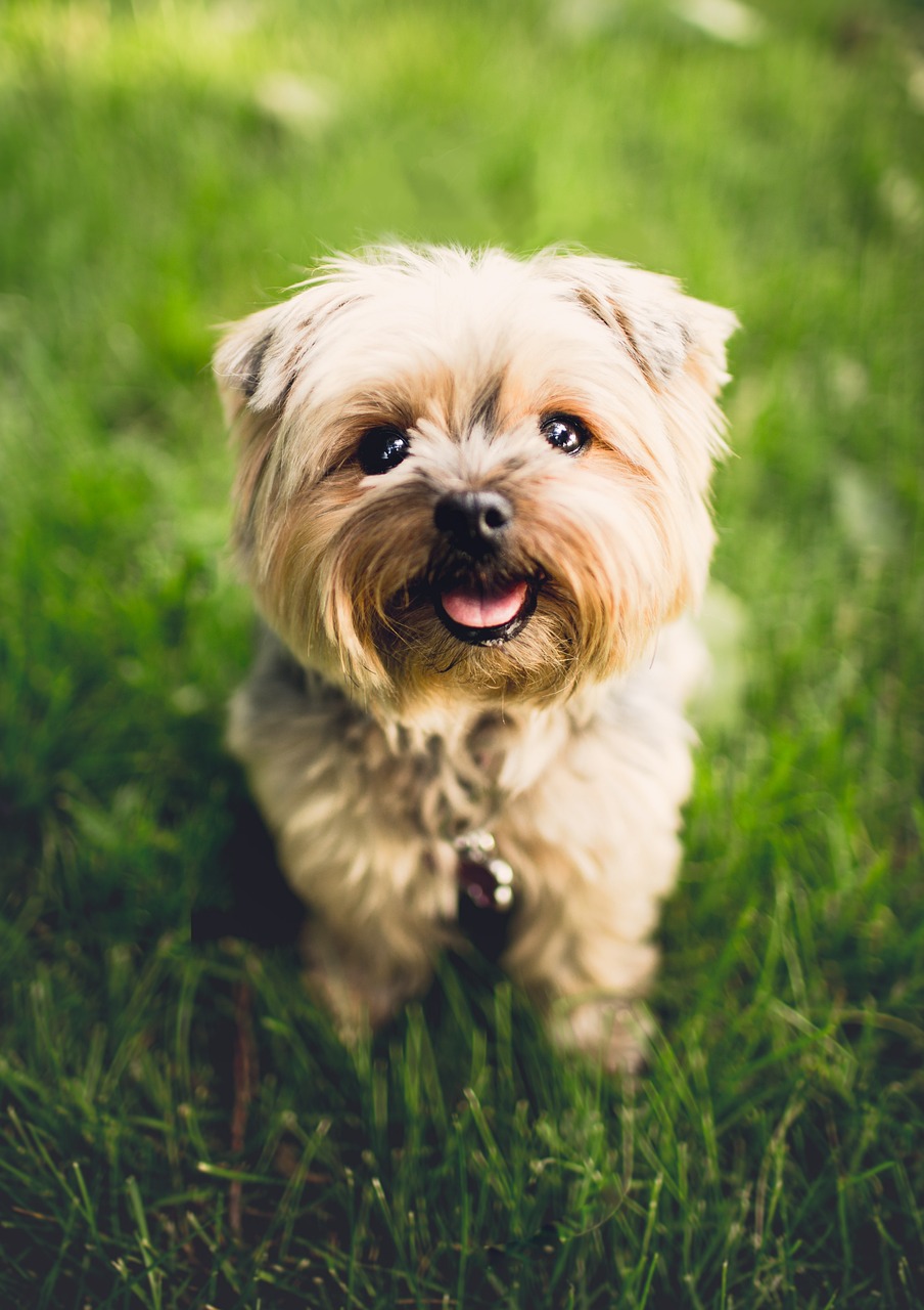 terrier, dog, puppy-1851108.jpg